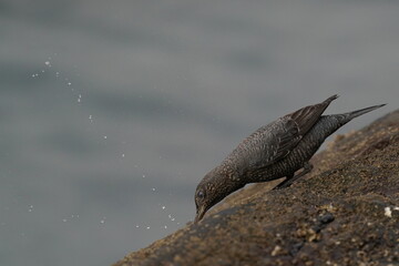 blue rock thrush on the rock
