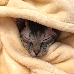 A velour sphinx cat sleeps in a fluffy peach-colored plaid.