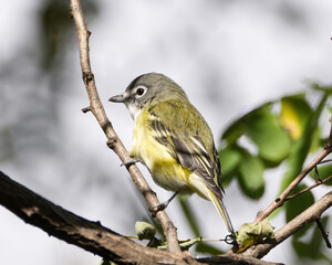 Blue-Headed Vireo standing on a branch on a tree in a forest. Captured at a Toronto park on crisp fall day.