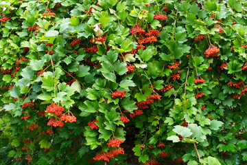 A bunch of shiny red berries growing on a bush. Viburnum. Selective focus