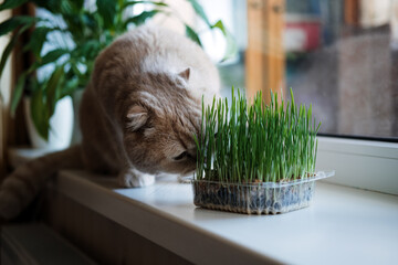 Cute Scottish fold cat sitting near catnip or cat grass grown from barley, oat, wheat or rye seeds. Cat grass is grown indoors for household pets. Cat tasting grass near flower pot on window at home. - obrazy, fototapety, plakaty