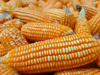 pile of ripe dry corn.