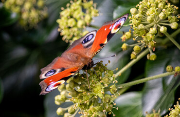 Schmetterling Tagpfauenauge auf Efeublüte