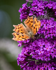 Schmetterling C-Falter 