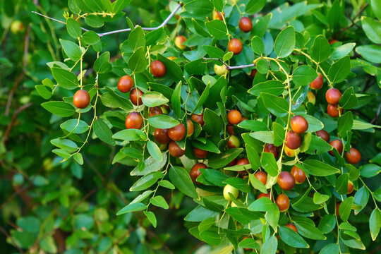 Chinese date on a background of green leaves. Ripening jujube green fruits in leaves of tree