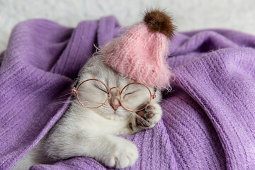 Cute young silver lop-eared Scottish Fold as11 in glasses and pink hat sleeping on a purple...