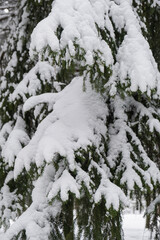 Landscape background with tree branches covered with snow in forest. Peaceful nature scene