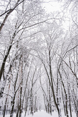 Winter forest landscape with trees under snow. Peaceful outdoor scene