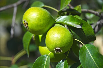 Green pear on the branch
