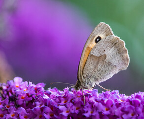 Schmetterling Kleines Wiesenvögelchen