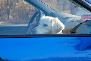 Labrador dog sitting locked in the car and looking out the window