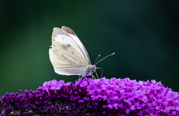 white butterfly on purple flower