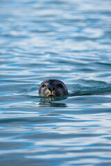 seal swimming in water