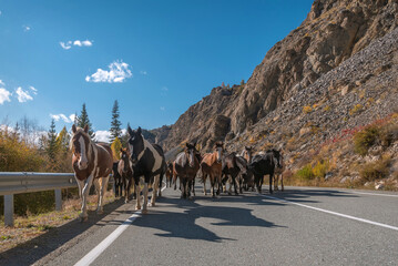 Naklejka premium road horse mountains asphalt autumn herd