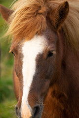Fototapeta premium horse eating grass