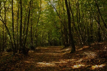 Obraz premium forest in autumn