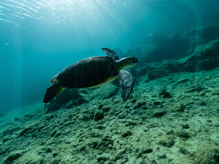 Obraz premium Underwater photo of turtle swimming in blue sea