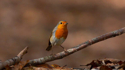 cute little bird with red breast, Kizilgerdan, European Robin, Erithacus rubecula
