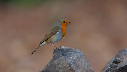 cute little bird with red breast, Kizilgerdan, European Robin, Erithacus rubecula