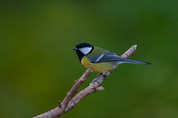 cute little bird in yellow black colors,Great Tit, Parus major