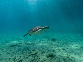 Naklejka na ściany i meble Underwater photo of turtle swimming in blue sea