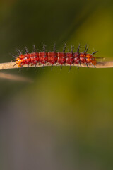 caterpillar before becoming a butterfly
go through several stages before becoming a butterfly