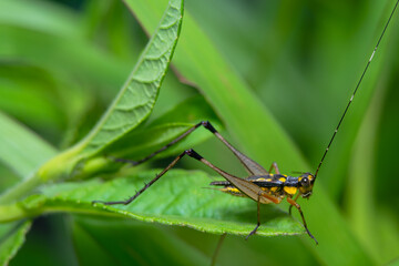 grasshopper on leaves. yellow green grasshopper on a leaf in the morning.
forest grasshopper on the grass.