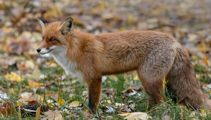 The red fox (Vulpes vulpes)