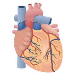リアルな心臓の外観図（前面）