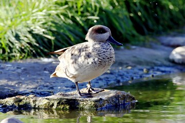 canard