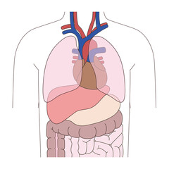 人体の内臓の模式図
