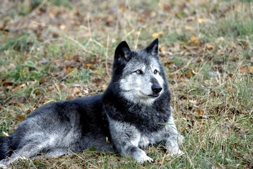 Fototapeta premium loup