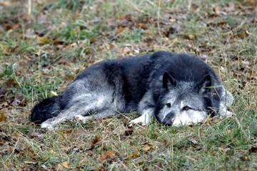 Fototapeta premium loup