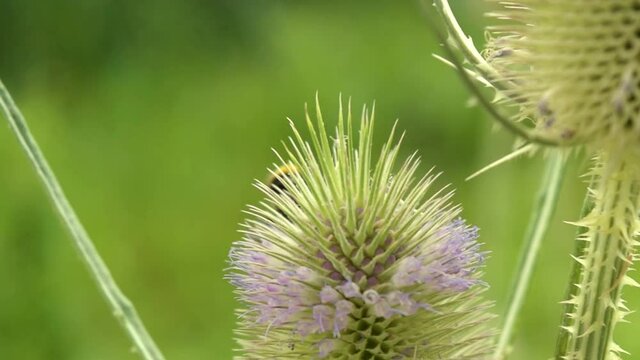 bumbble-bees on a Dipsacus sativus thistle flower in the summer
