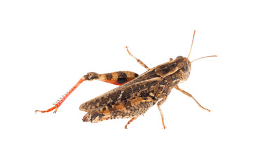 Short-horned grasshopper or Italian locust isolated on white background, Calliptamus italicus