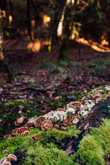 Mushrooms in a lush autumn forest
