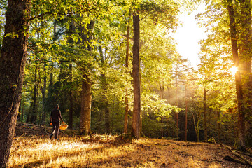 Man picking mushrooms in a lush forest in autumn at dawn