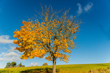 Herbstlandschaft