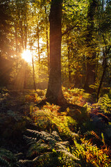 Landscape of a lush forest in autumn at dawn.