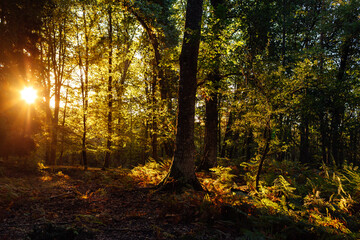 Landscape of a lush forest in autumn at dawn.