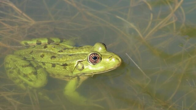 One common frog sitting still. Close-up of  Rana Temporaria also known as the European common frog
