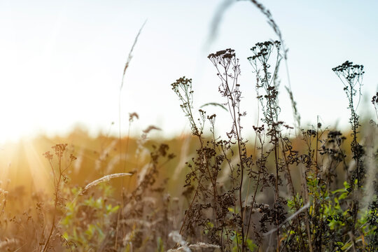 Yellow Grass in autumn meadow in sunset light. Autumn landscape of dry wildflower and grass meadow on warm golden hour sunset or sunrise time. Soft golden hour sunlight panoramic countryside