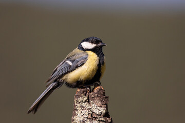 Great tit perched on a branch in the sun.