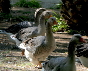 Graugänse in einem Park