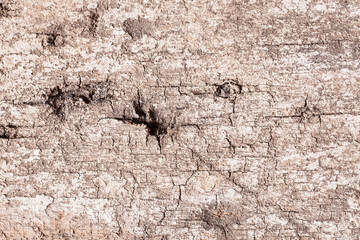 Texture old wood background.