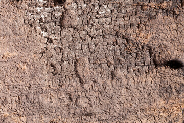 Texture old wood background.