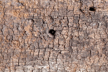 Texture old wood background.
