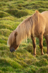 horse in the meadow