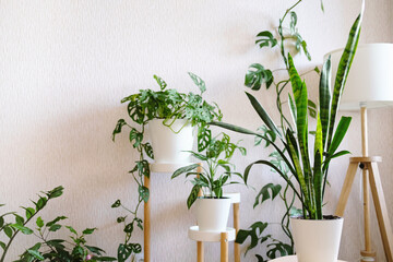 Sansevieria in a white flower pot stands on a wooden stand for flowers