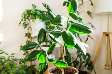 Ficus elastica in a clay terracotta flower pot stands on a wooden stand for flowers